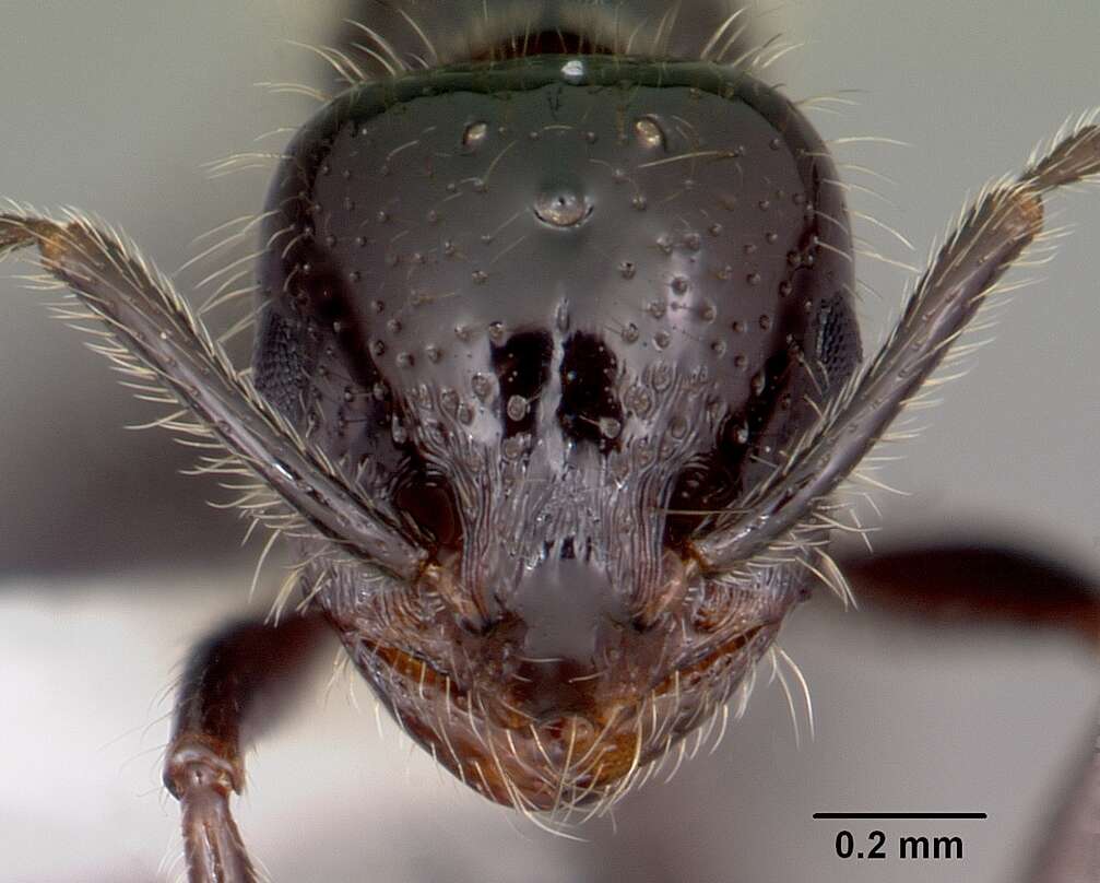 Image of Little Black Ant