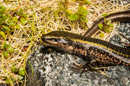 Image of Sinbad skink