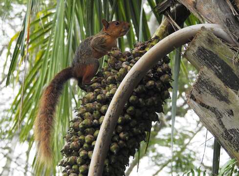 Imagem de Sciurus spadiceus Olfers 1818