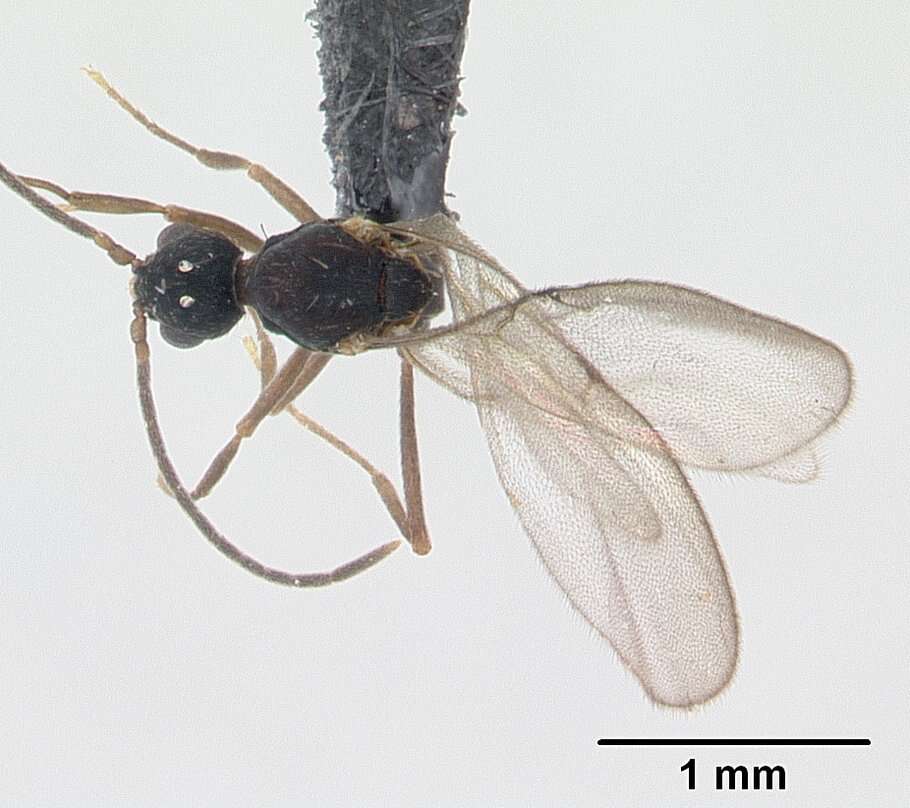 Image of Strumigenys emmae