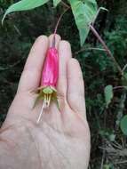 Imagem de Fuchsia splendens Zucc.