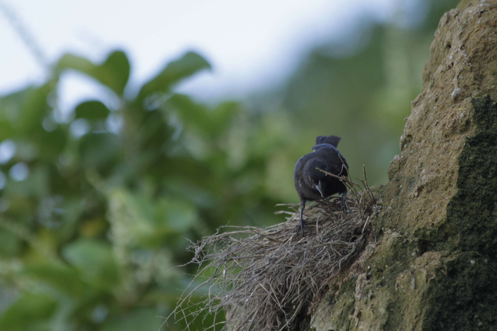 Image of Vampire Ground Finch