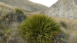 Image of Aciphylla aurea W. R. B. Oliv.