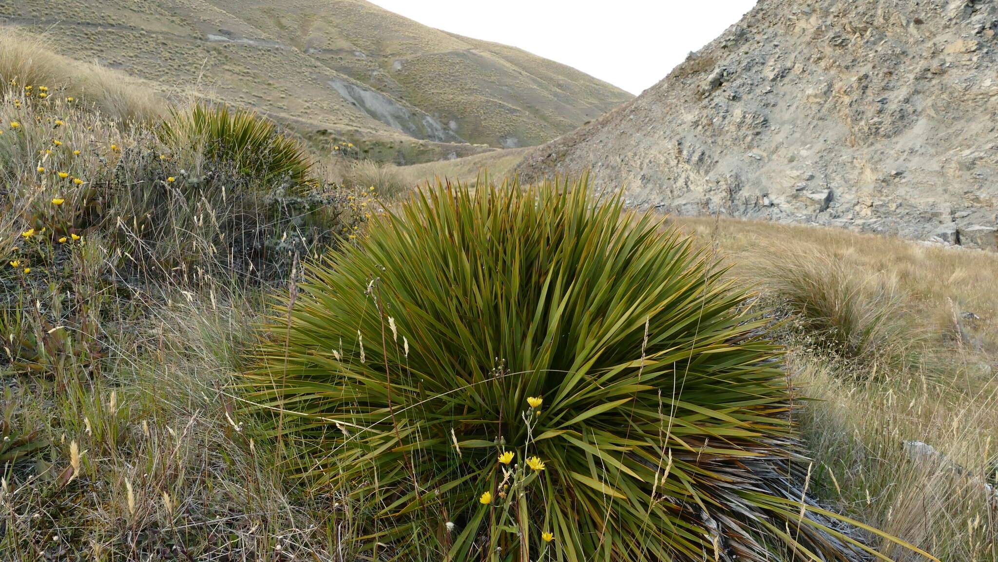 Image of Aciphylla aurea W. R. B. Oliv.