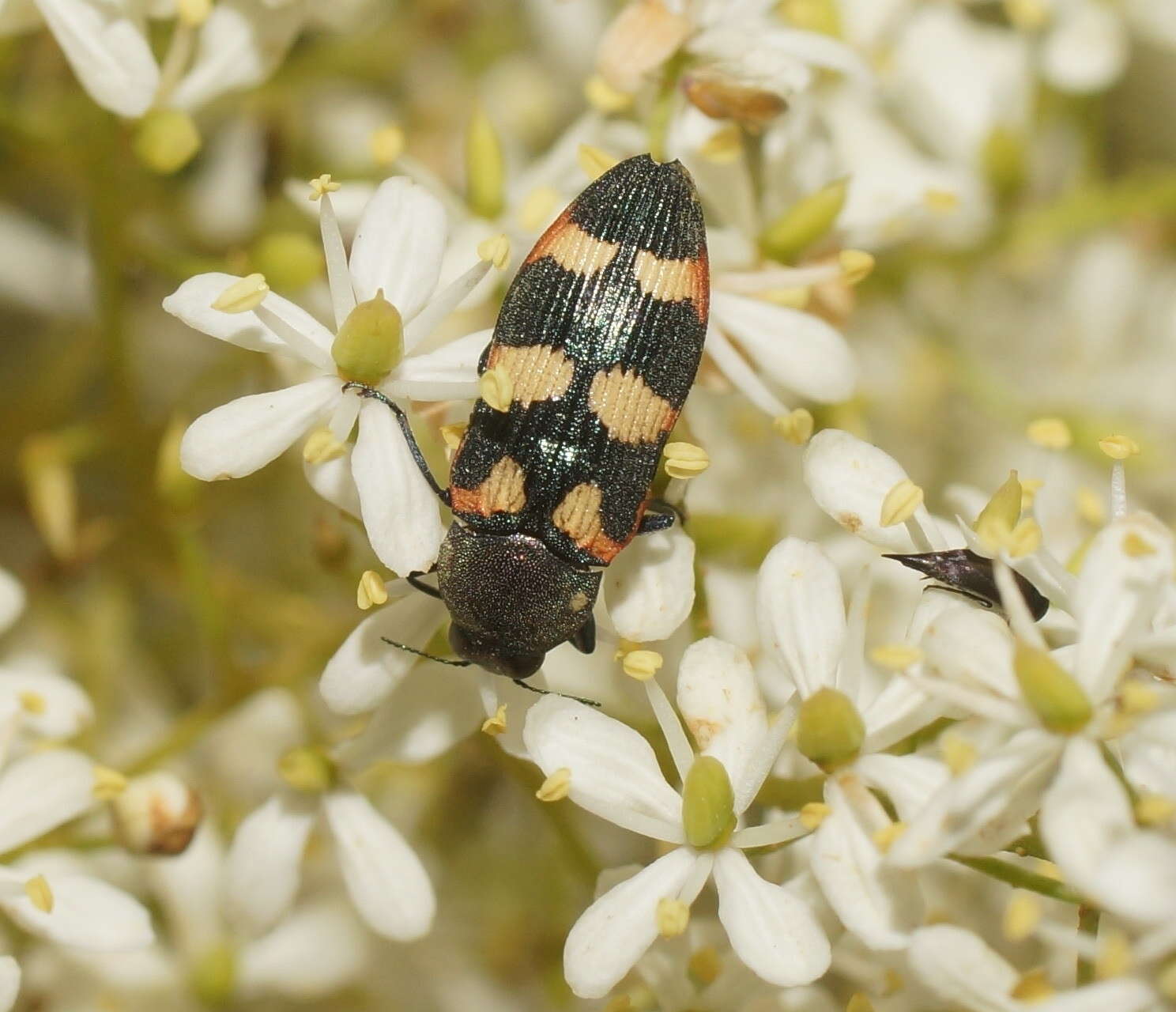 Image of Castiarina sexplagiata (Gory 1841)