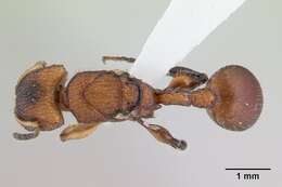 Image of Ant