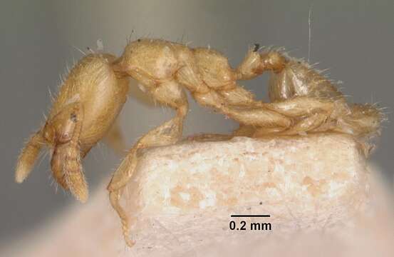 Image of Machomyrma