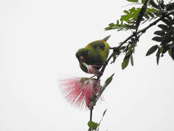 Image of Vernal Hanging Parrot