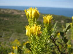 Image of Pteronia uncinata DC.