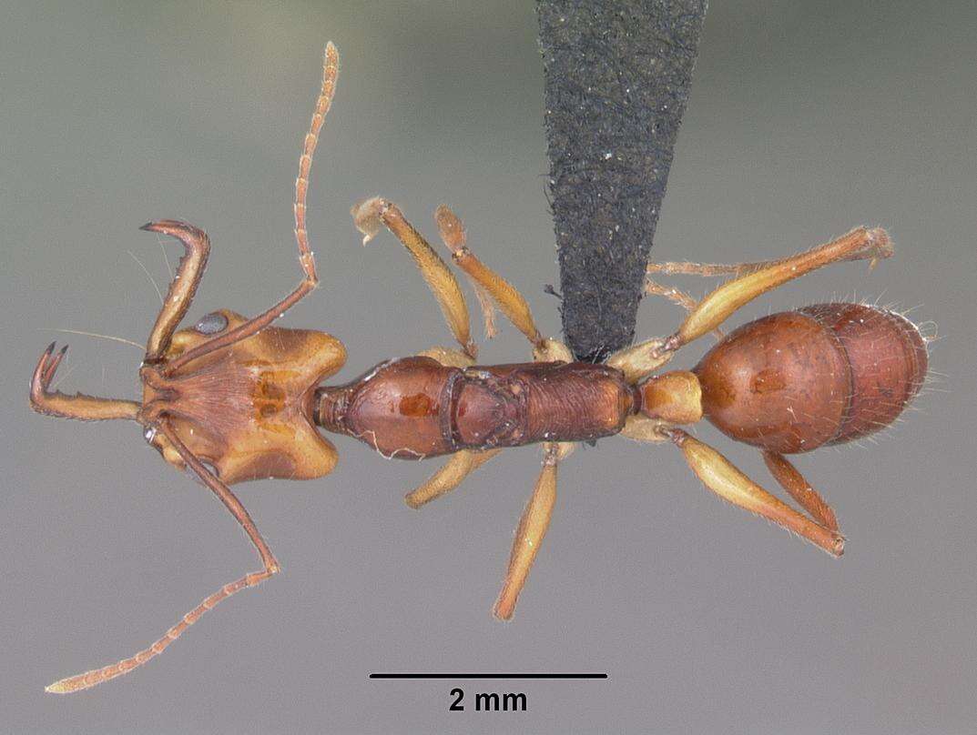 Image of Anochetus goodmani