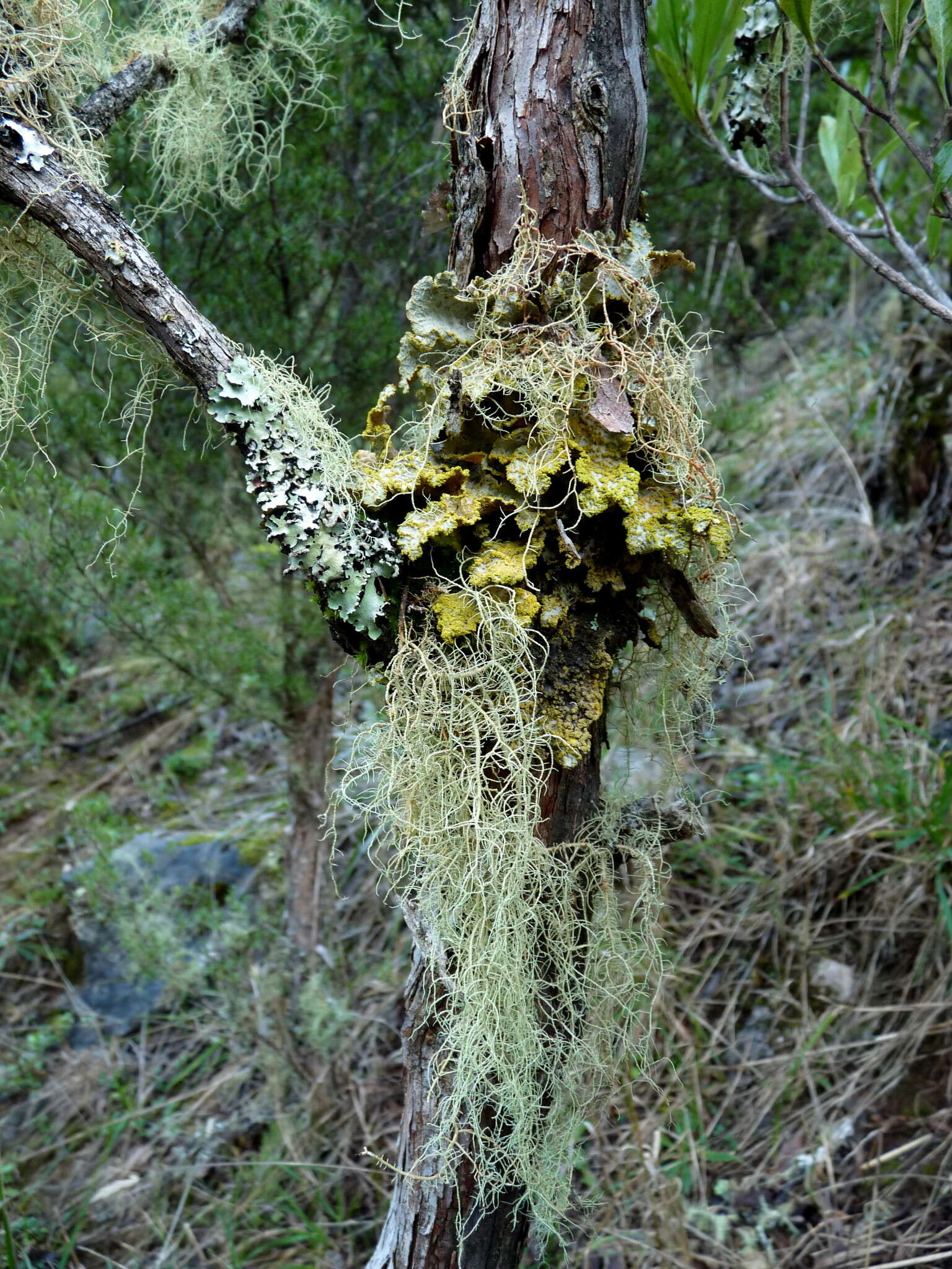 Image of Yarrumia colensoi