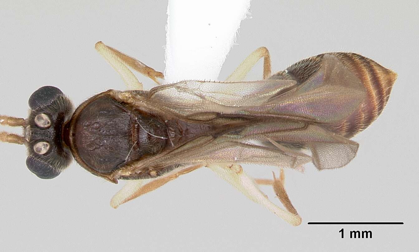 Image of Anochetus pattersoni