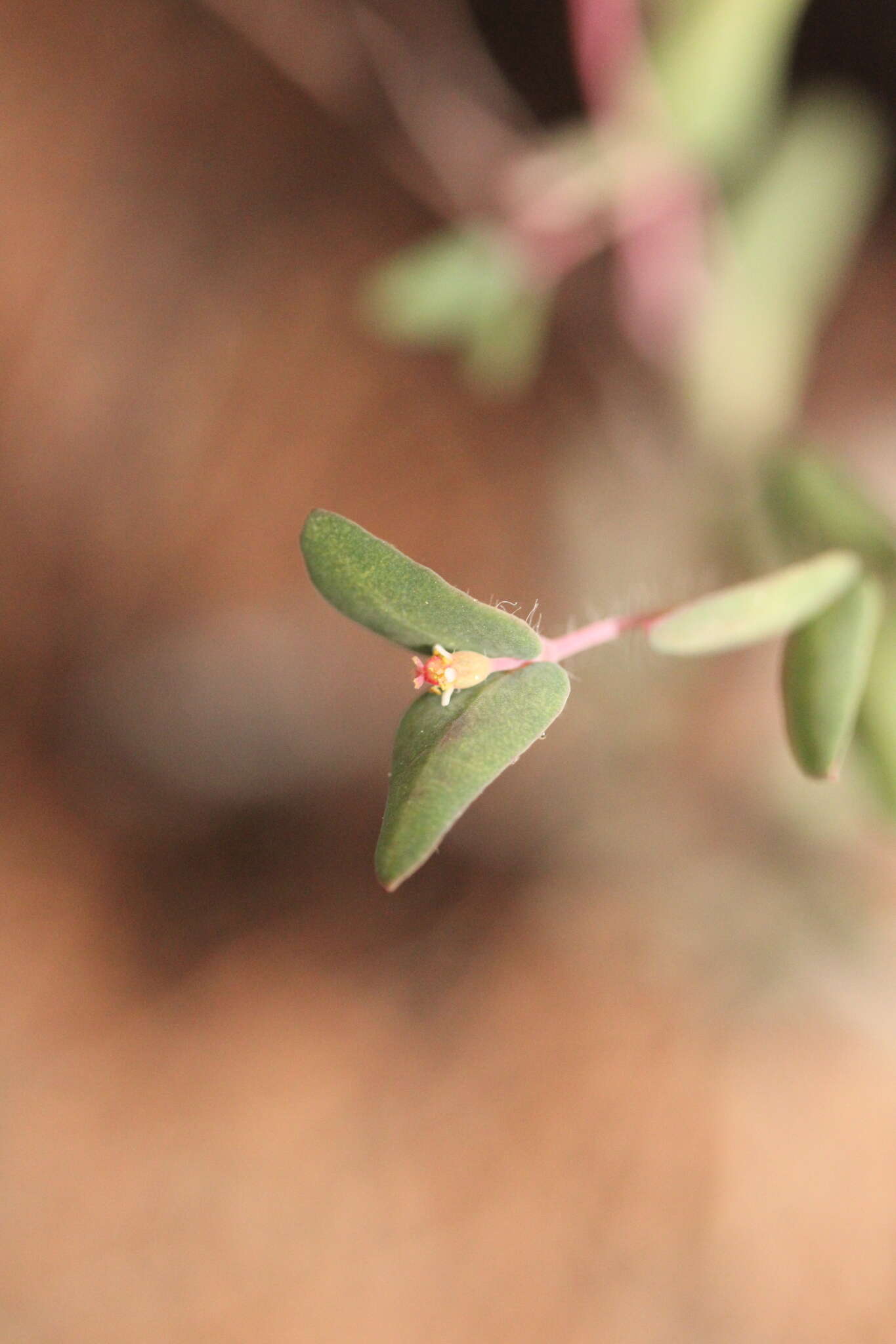 صورة Euphorbia villifera Scheele