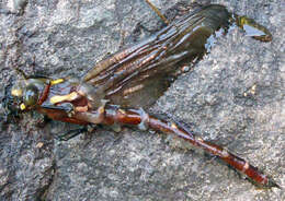 Image of Giant bush dragonflies