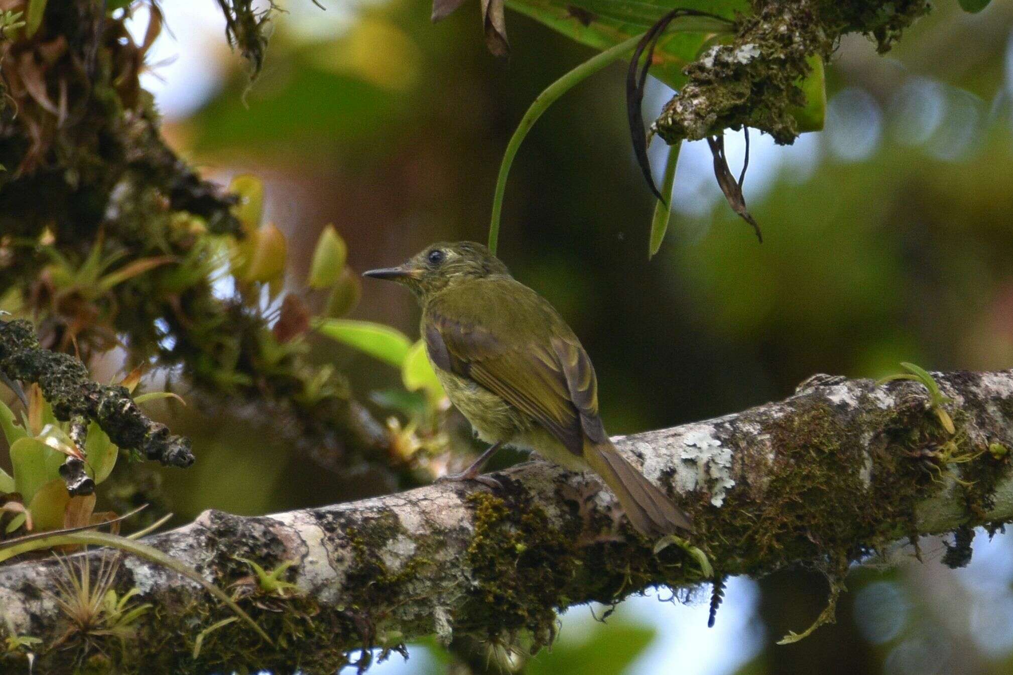 Image of Olive-striped Flycatcher