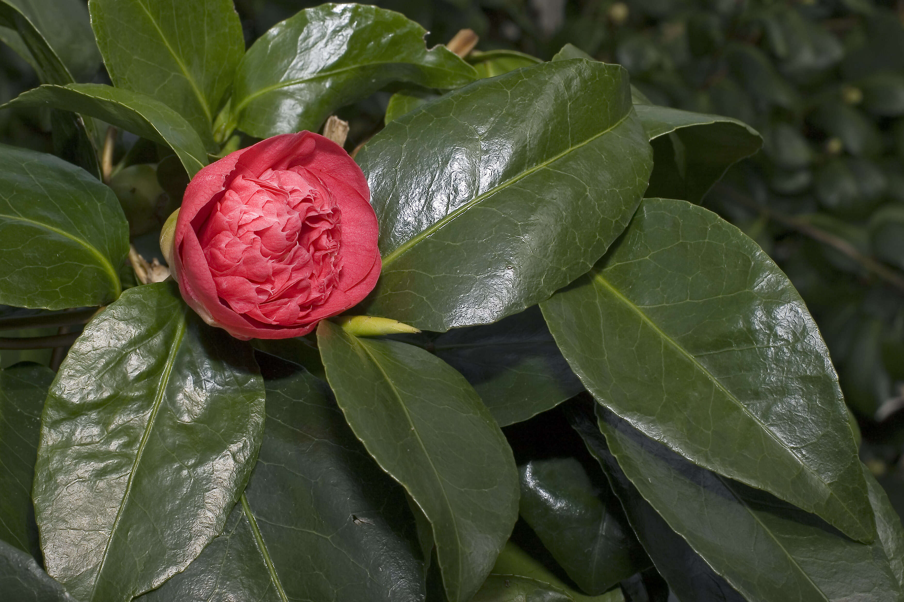 Image of camellia