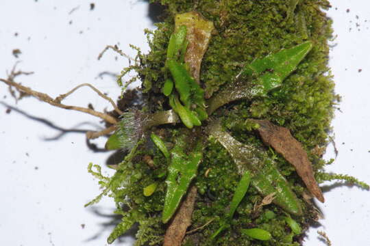 Image of Plantago triandra Bergg.