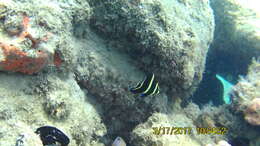 Image of Angelfish