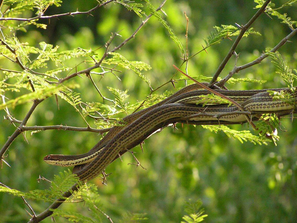 Image of Sonoran Whipsnake