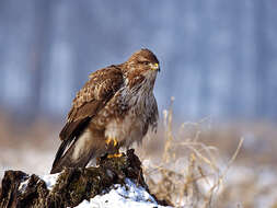 Image of Common Buzzard