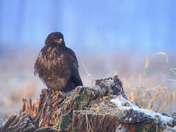 Image of Common Buzzard