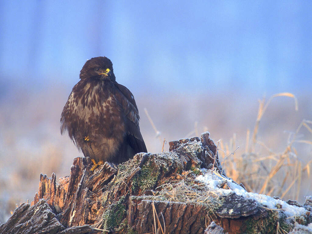 Image of Common Buzzard