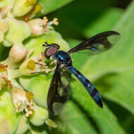 صورة Ocyptamus cylindricus (Fabricius 1781)