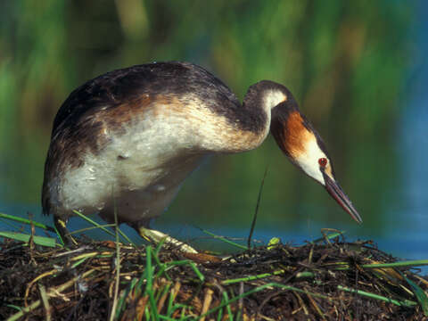 Image of Podiceps Latham 1787