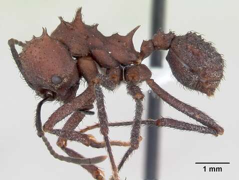 Imagem de Acromyrmex nigrosetosus