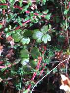 Plancia ëd Thalictrum alpinum L.