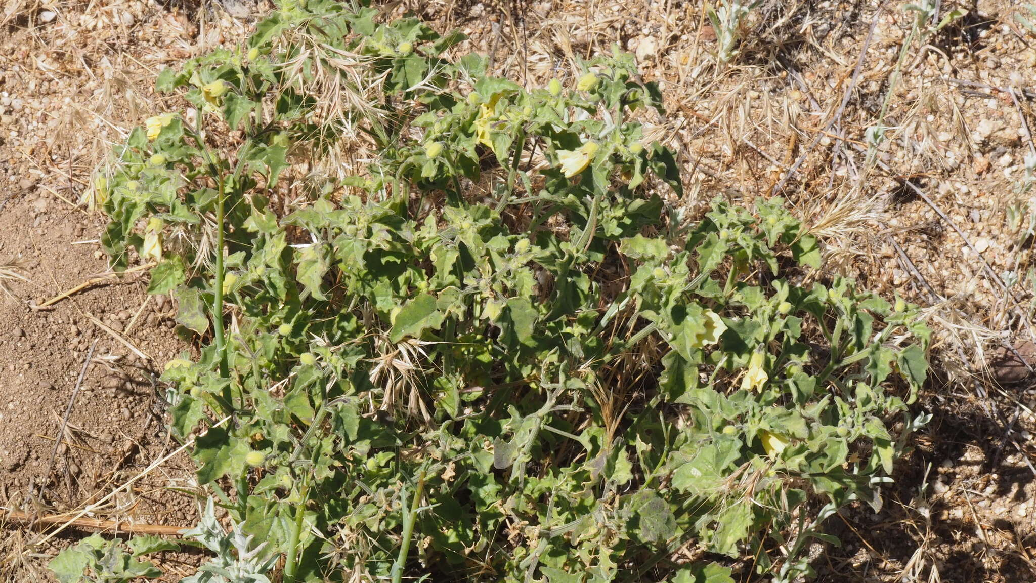 Image of Palmer's groundcherry