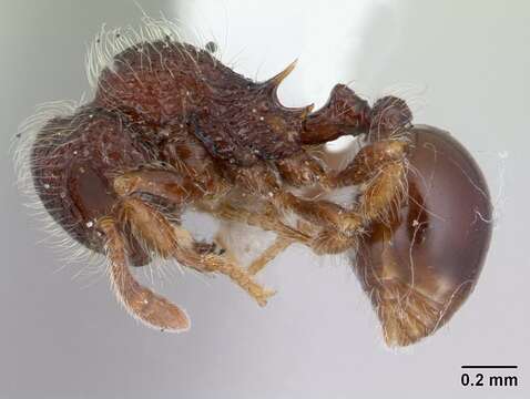 Image of Lachnomyrmex longinoi