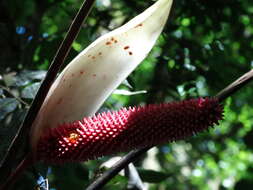 Anthurium formosum Schott resmi