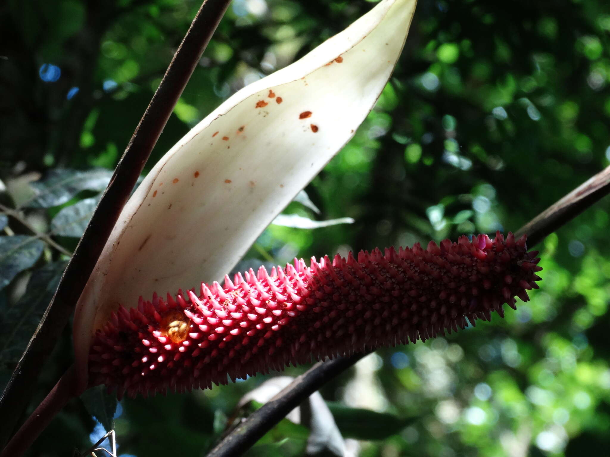 Imagem de Anthurium formosum Schott