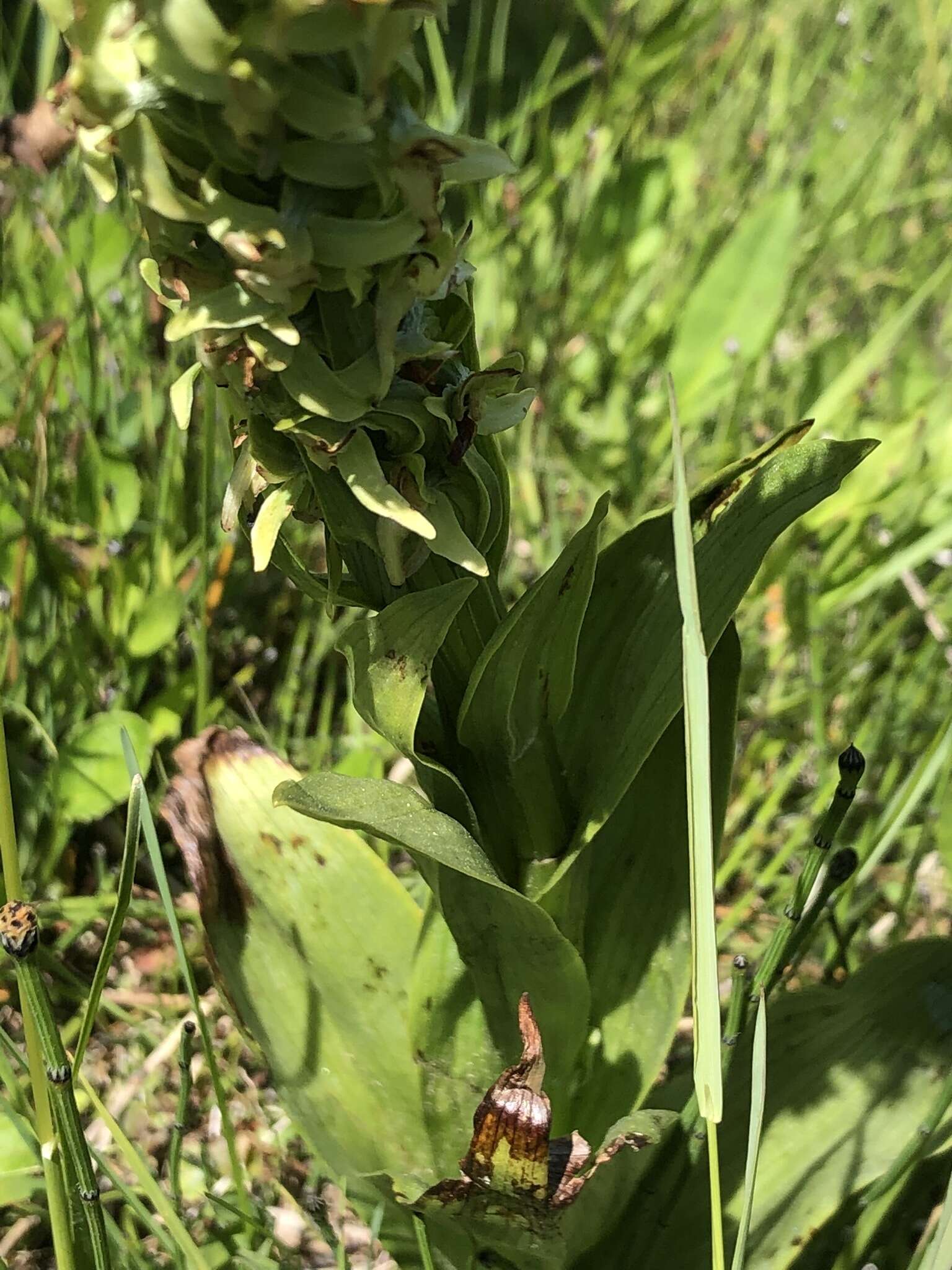 Imagem de Platanthera estesii W. J. Schrenk