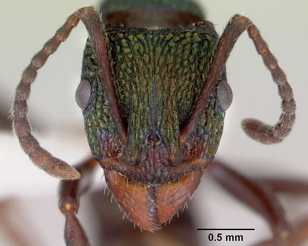 Image of green ant