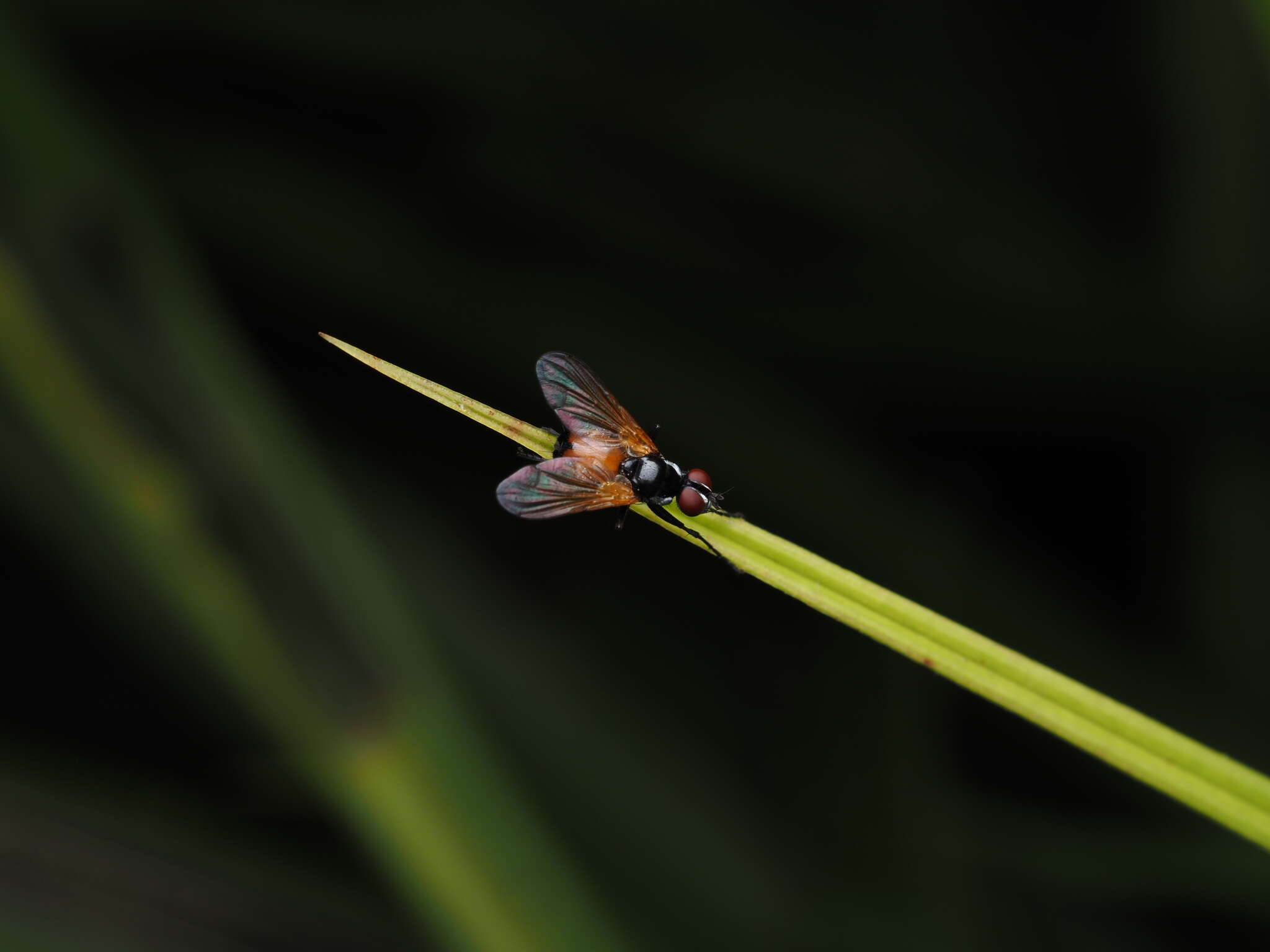 Image of Huttonobesseria verecunda (Hutton 1901)