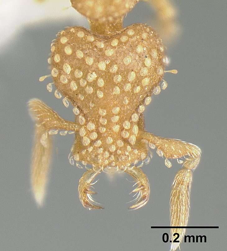 Image of Strumigenys emmae