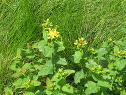 Image of Blue Ridge St. John's-Wort