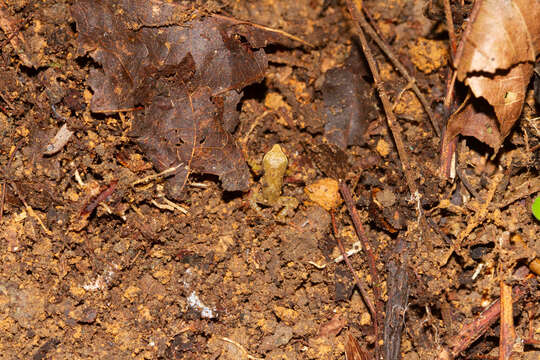 Image of Pristimantis chiastonotus (Lynch & Hoogmoed 1977)