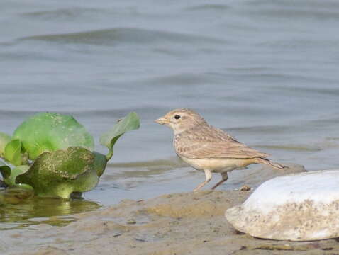 Image of Bengal Bush Lark