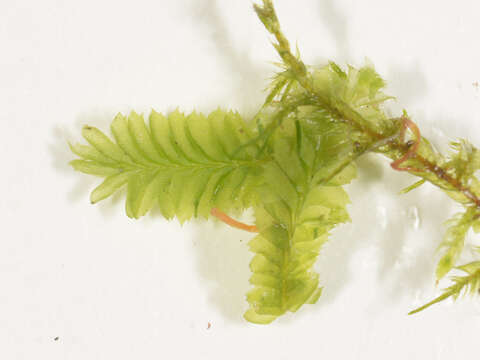 Image of Cryptolophocolea pallida (Mitt.) L. Söderstr.