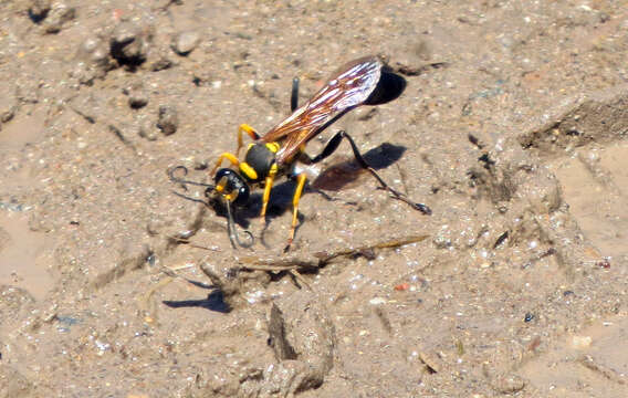 Image of Sceliphron asiaticum asiaticum (Linnaeus 1758)