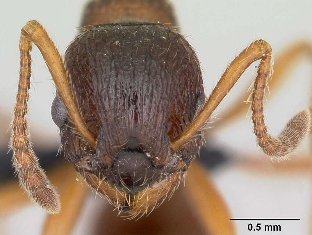 Image of Myrmica ruginodis Nylander 1846