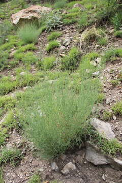 Image of Gypsophila capitata Bieb.