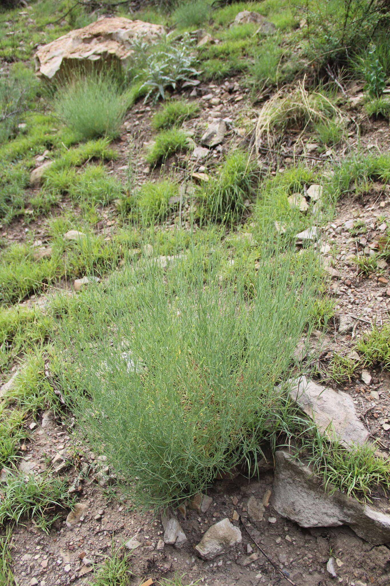 Слика од Gypsophila capitata Bieb.