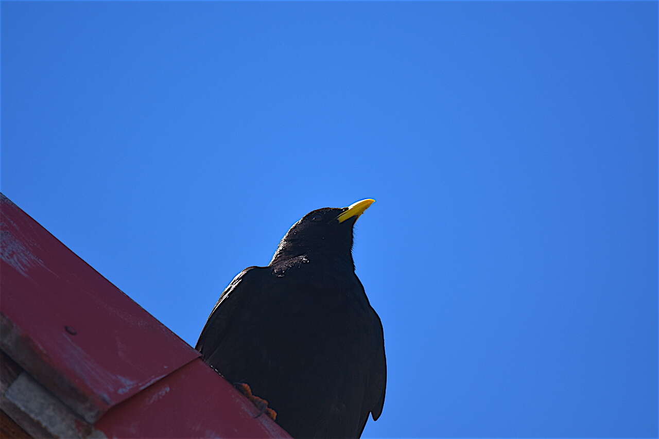 Image of Alpine Chough