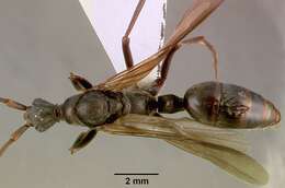 Image of Matabele ant