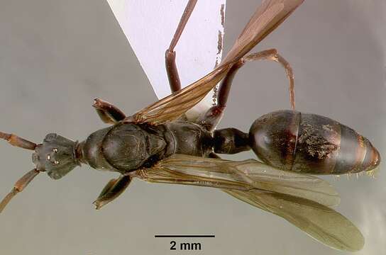 Image of Matabele ant