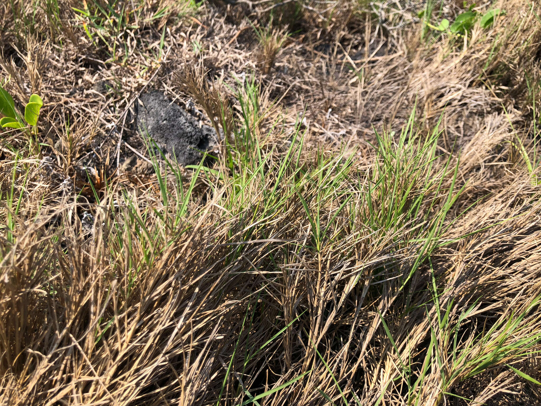 Image of Zoysia sinica Hance